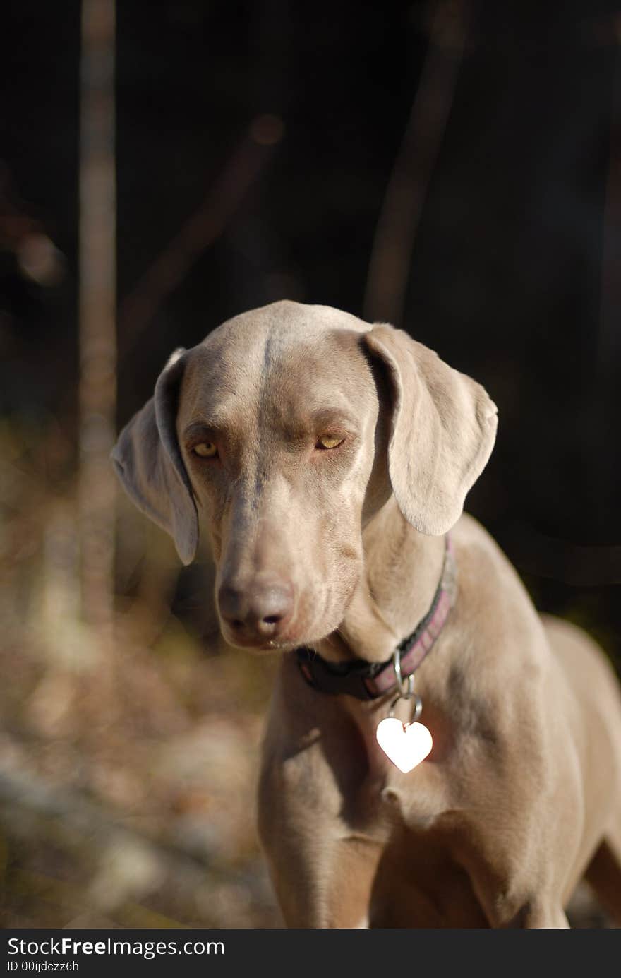 A weimaraner puppy in the outdoors.