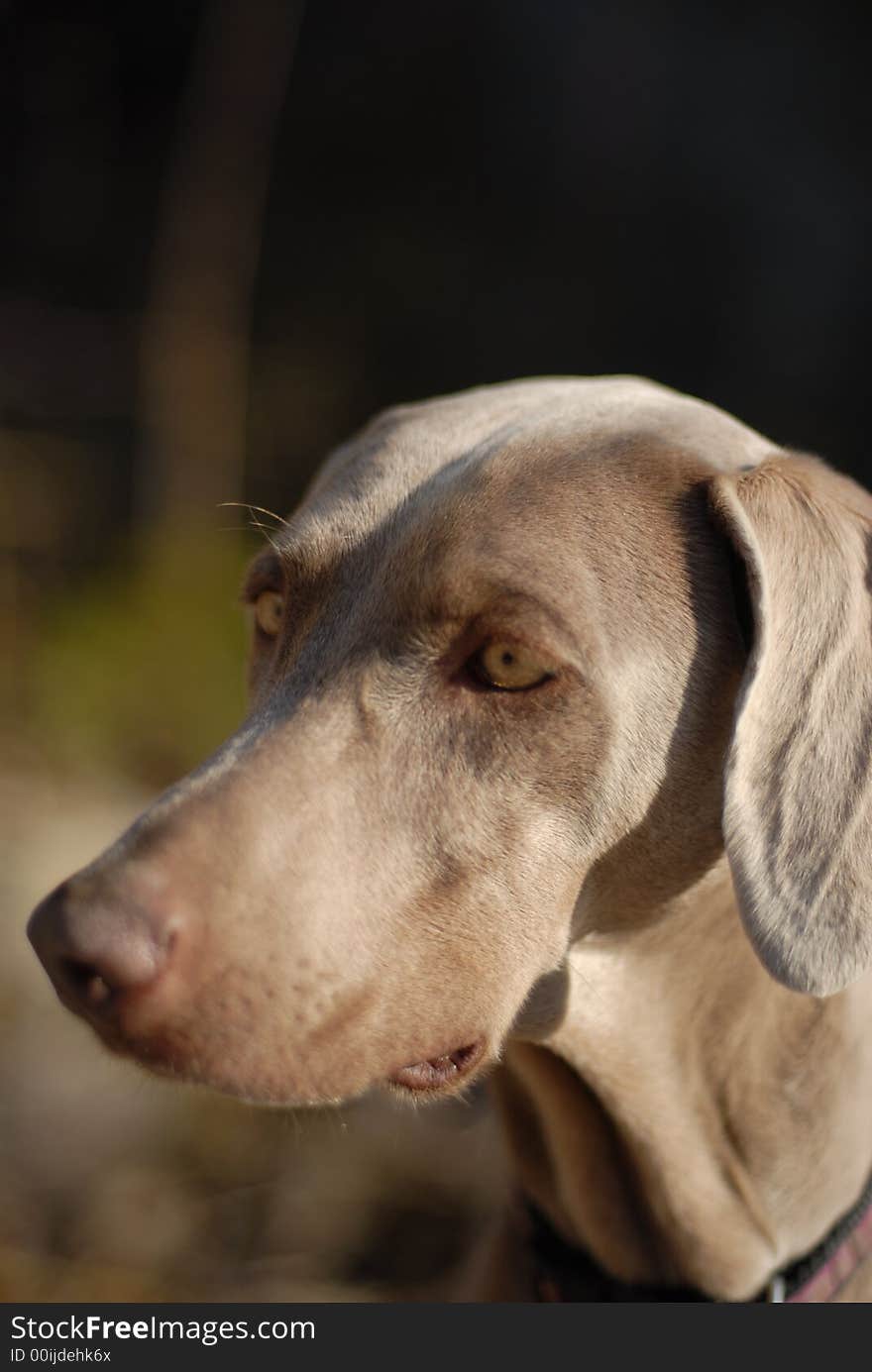 A weimaraner puppy in the outdoors.