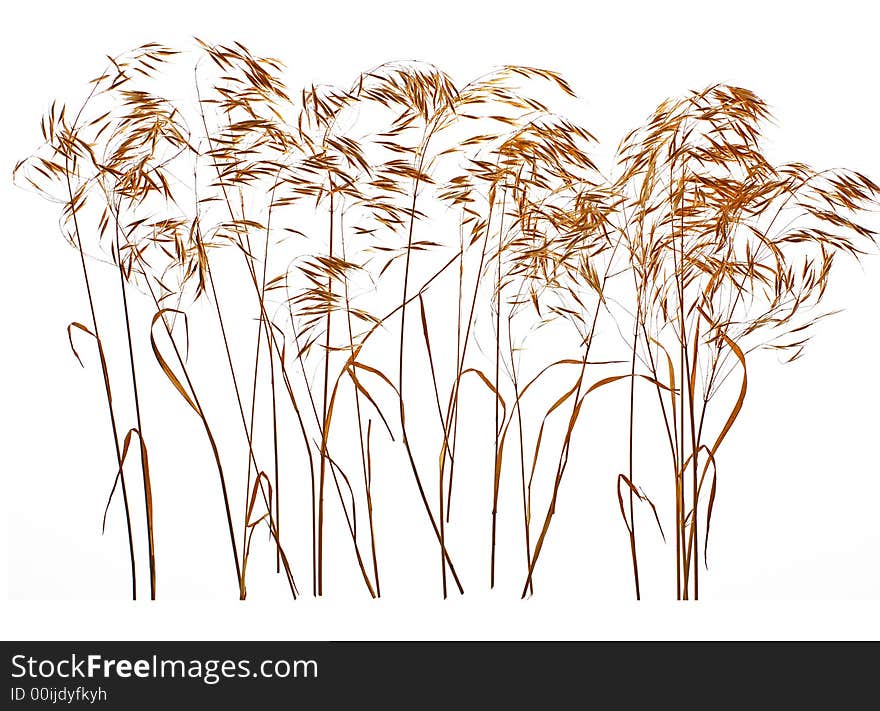 Yellow Spikelets Isolated