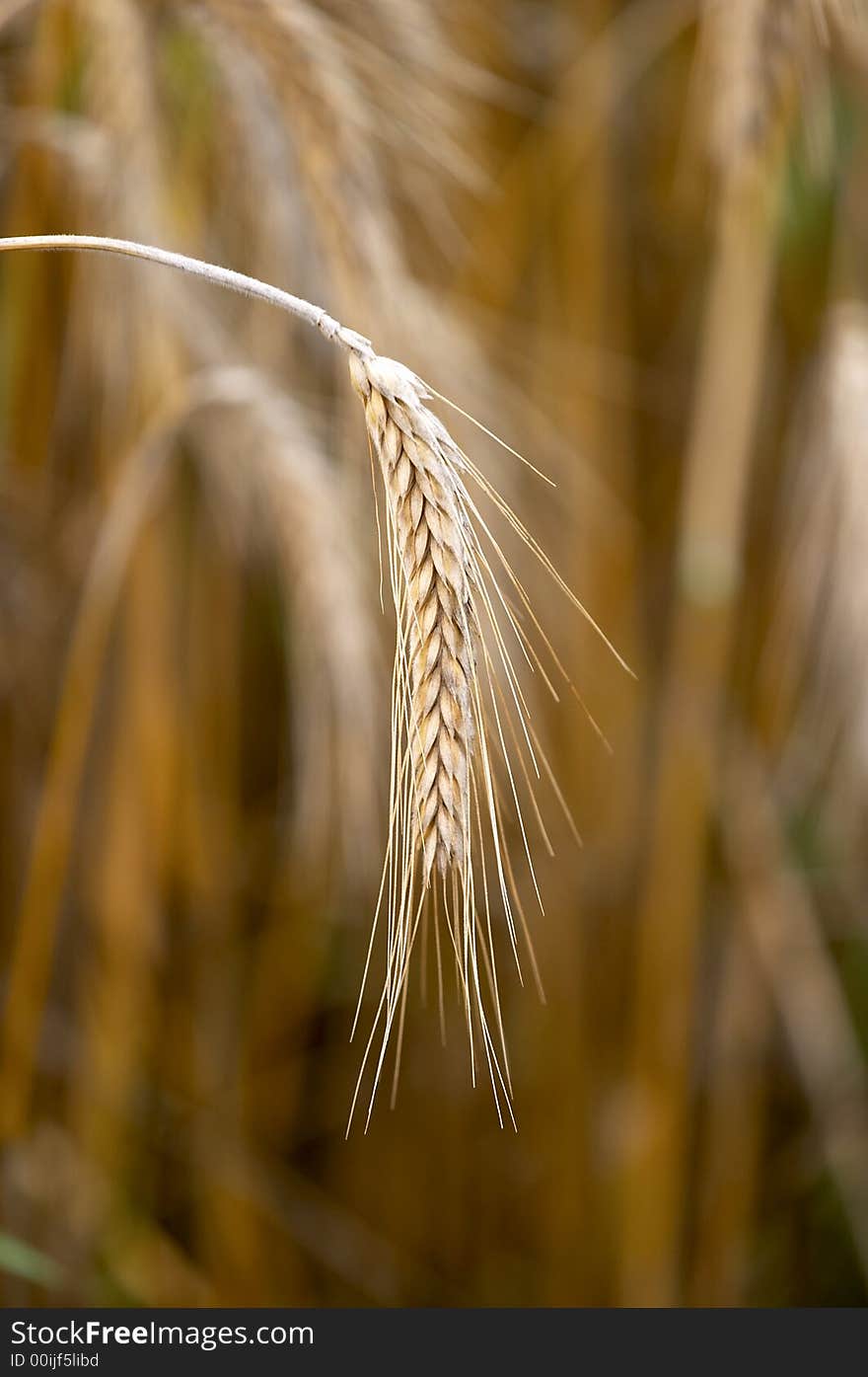 Mature ears of wheat, have bent to the ground,. Mature ears of wheat, have bent to the ground,