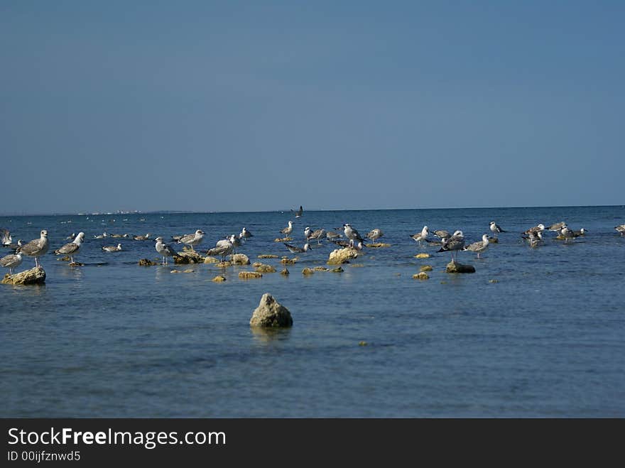 Dozen of quakers at the sea side