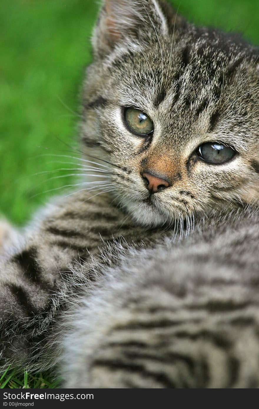 A sweet kitten, taking a nap in the grass