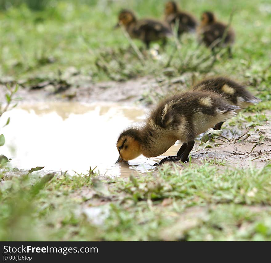 Drinking duckling