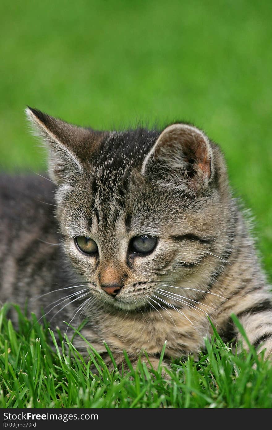 A sweet kitten, lying in the grass