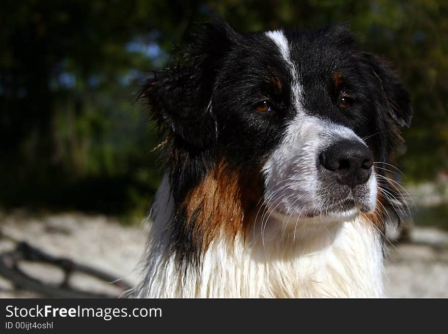 Wet aussie alert on the beach on an alpine lake. Wet aussie alert on the beach on an alpine lake