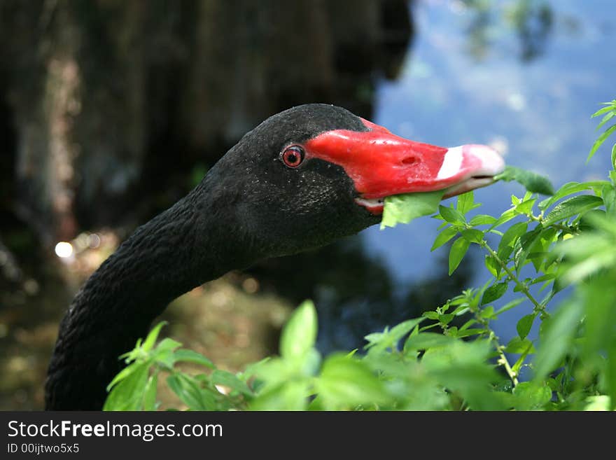 A black swan eating natural vegetation near a lake in Orlando, Florida.