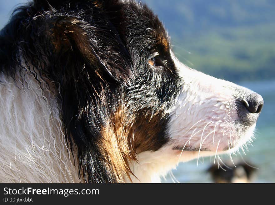 Wet australian shepherd on the beach on an alpine lake. Wet australian shepherd on the beach on an alpine lake