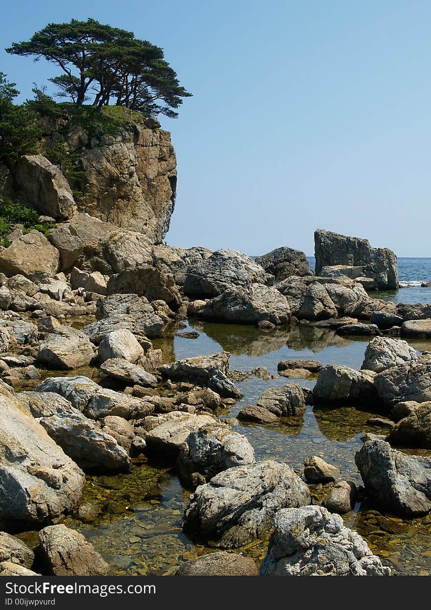 Rocky coast with pines