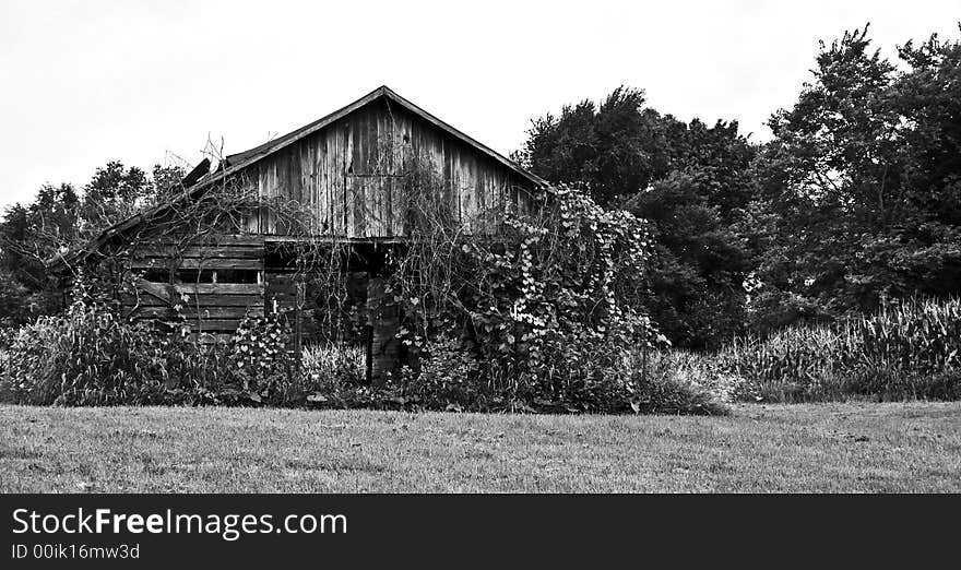 Vine and Leaf covered barn B/W