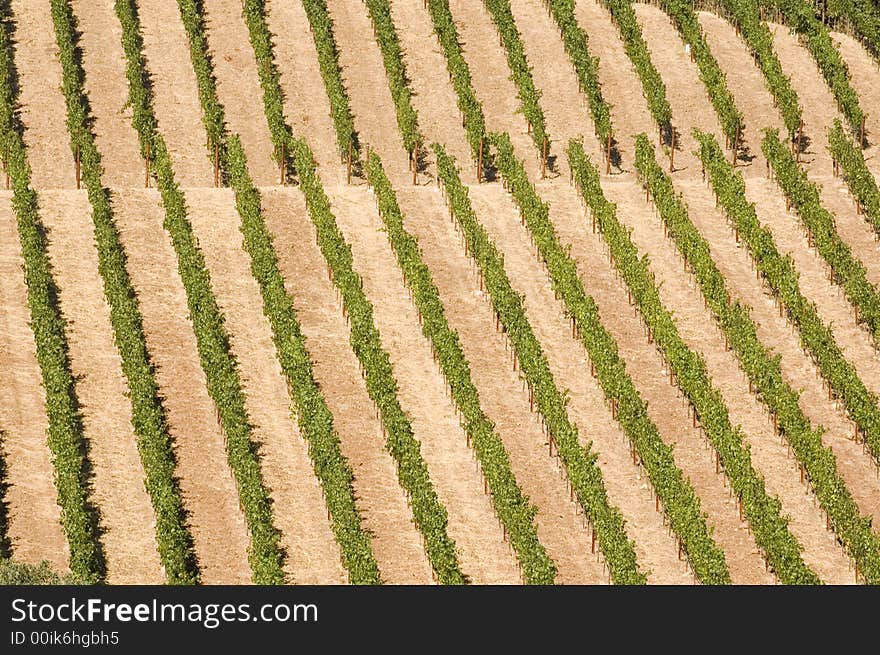 Rows of supported and trained vines in a terraced vineyard in hills of Northern California. Rows of supported and trained vines in a terraced vineyard in hills of Northern California