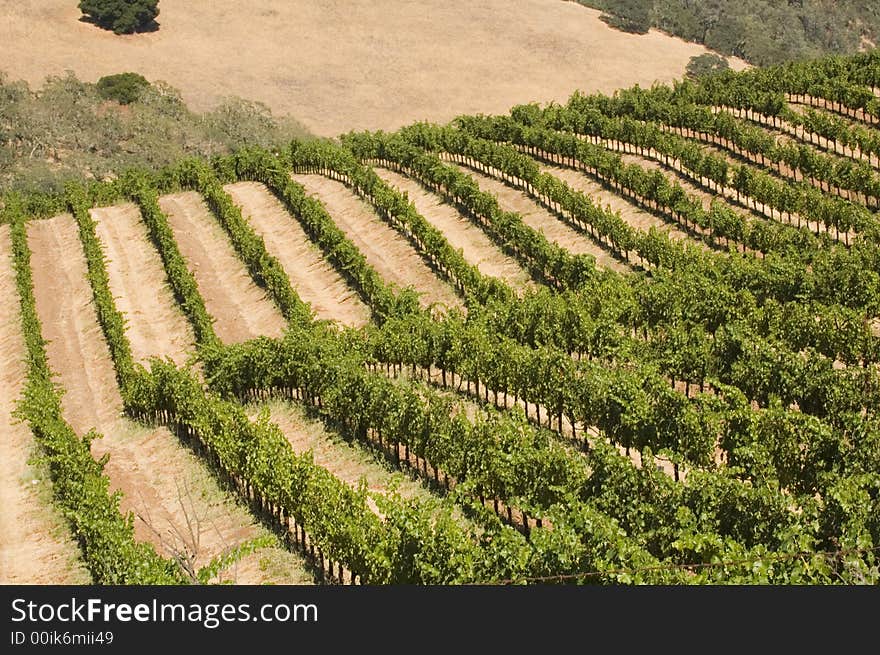 Rows of supported and trained vines in a terraced vineyard in the rolling hills of Northern California. Rows of supported and trained vines in a terraced vineyard in the rolling hills of Northern California