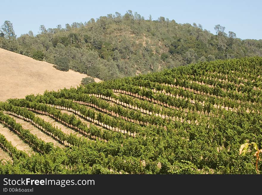 Rows of supported and trained vines in a terraced vineyard in the rolling hills of Northern California. Rows of supported and trained vines in a terraced vineyard in the rolling hills of Northern California