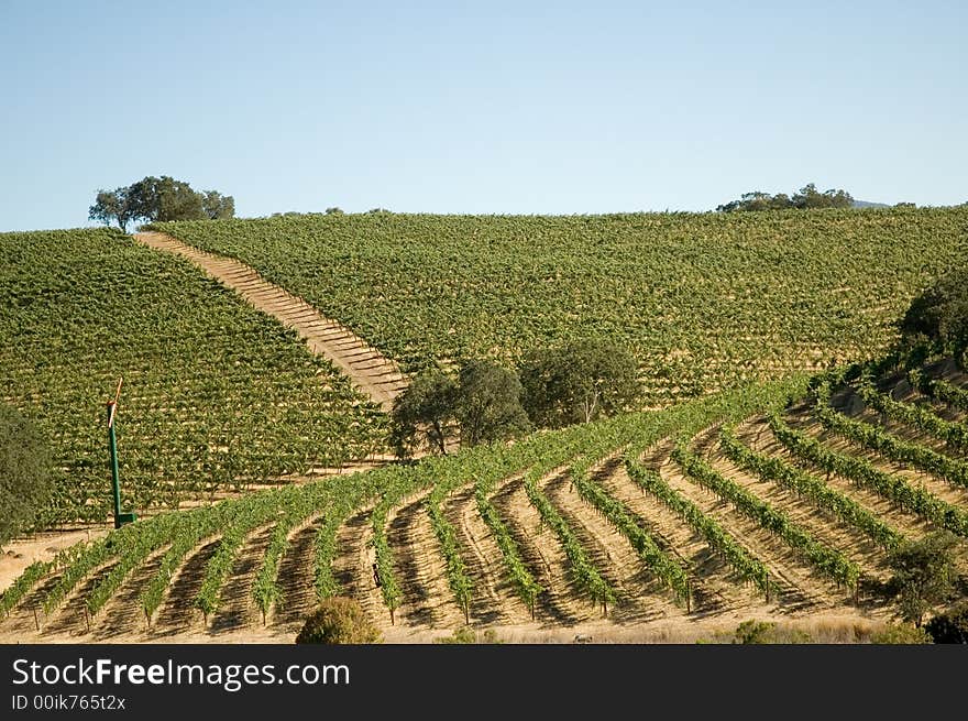 Rows of supported and trained vines in a terraced vineyard in the rolling hills of Northern California. Rows of supported and trained vines in a terraced vineyard in the rolling hills of Northern California