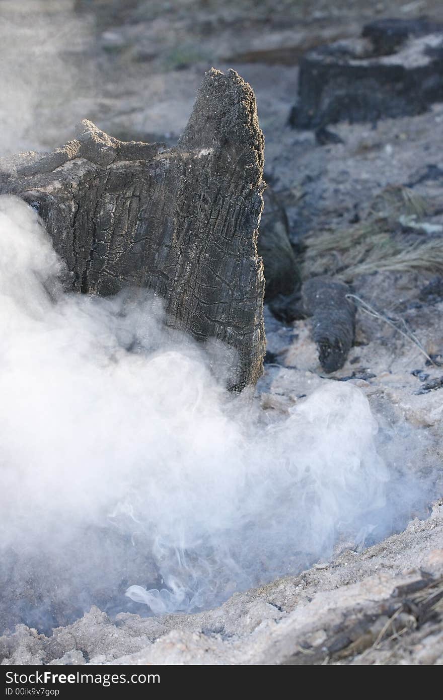 Forest stump still smouldering after being put out