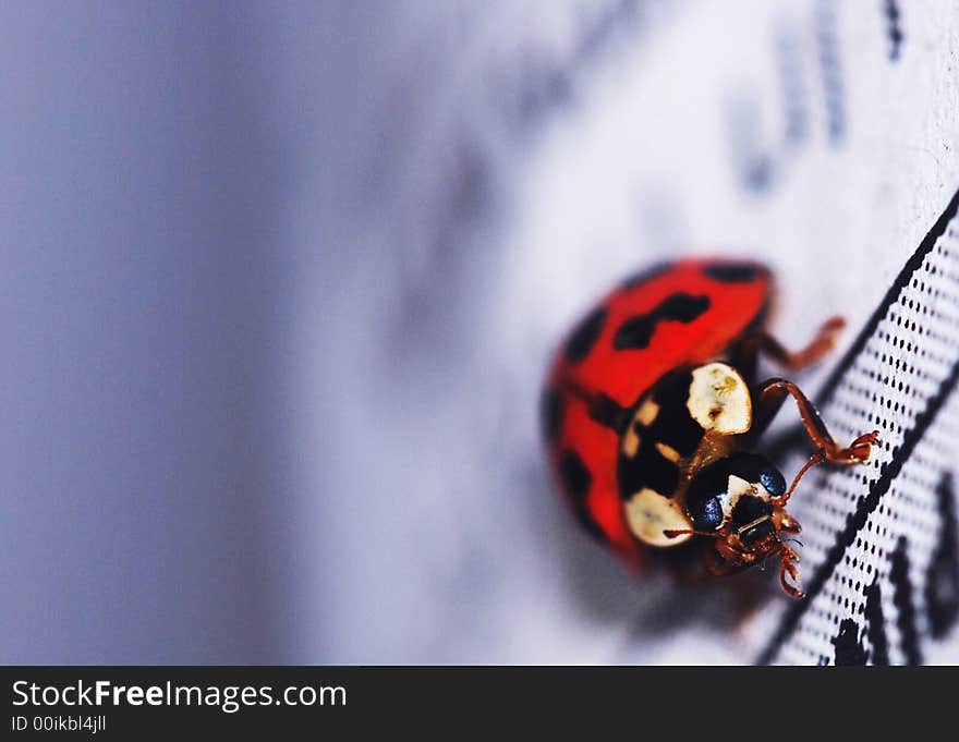 Lady-beetle