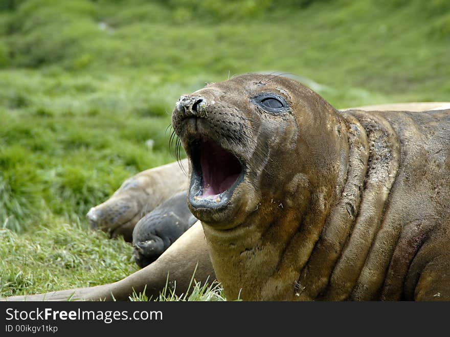 Elephant Seals Sout Georgia, Antarctica