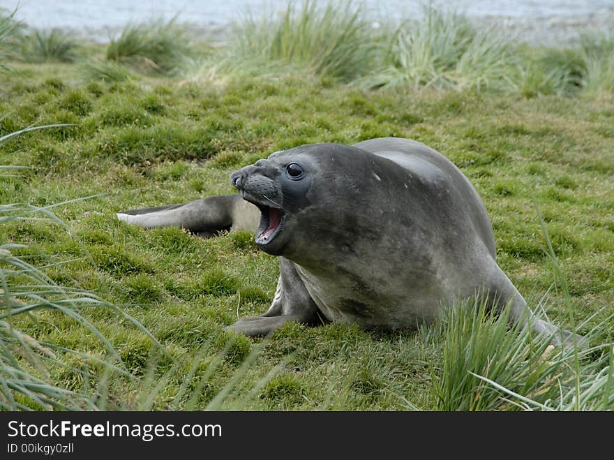 Elephant Seals Sout Georgia, Antarctica