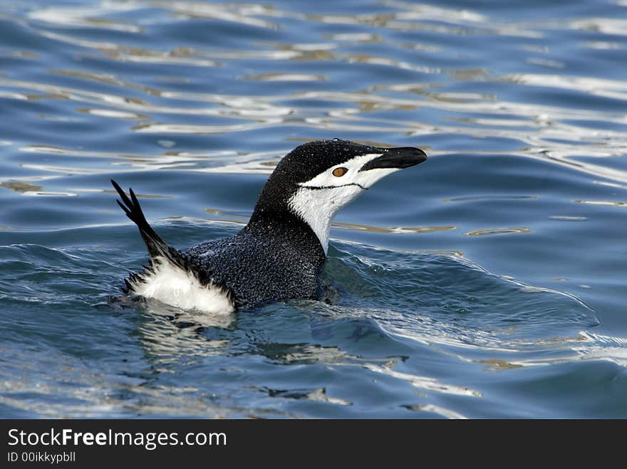 Chinstrap Penguins swimming  , Antarctica 2007