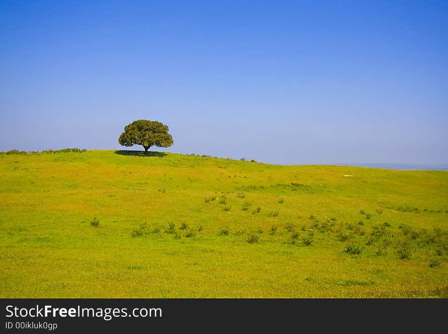 Lonely tree in typical landscape with strong colors