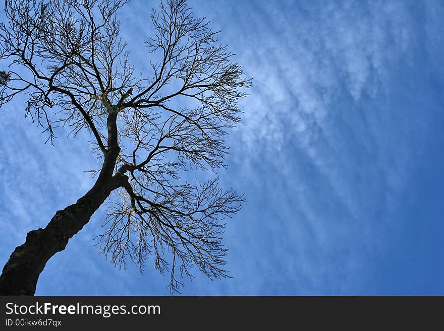 Lonely tree on a background of the blue sky. Lonely tree on a background of the blue sky