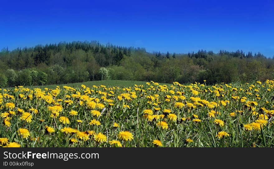 Field with yellow dandelions