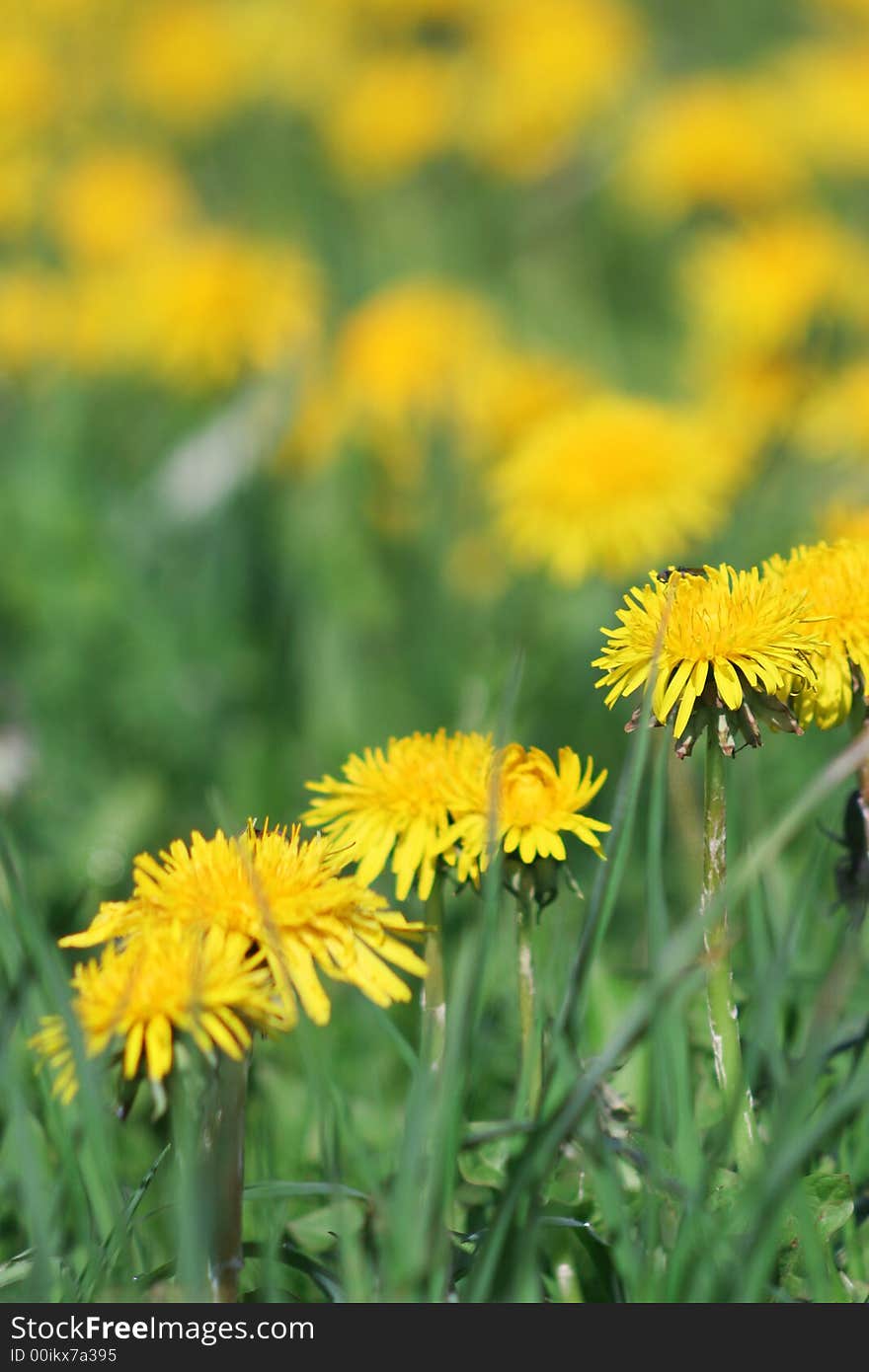 Yellow dandelions