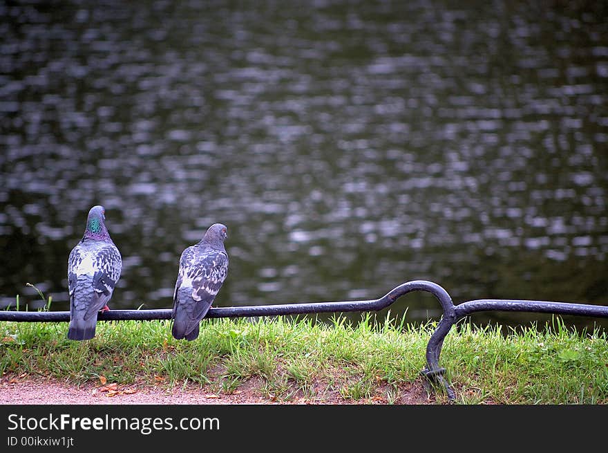 Birds near the lake. Green grass.