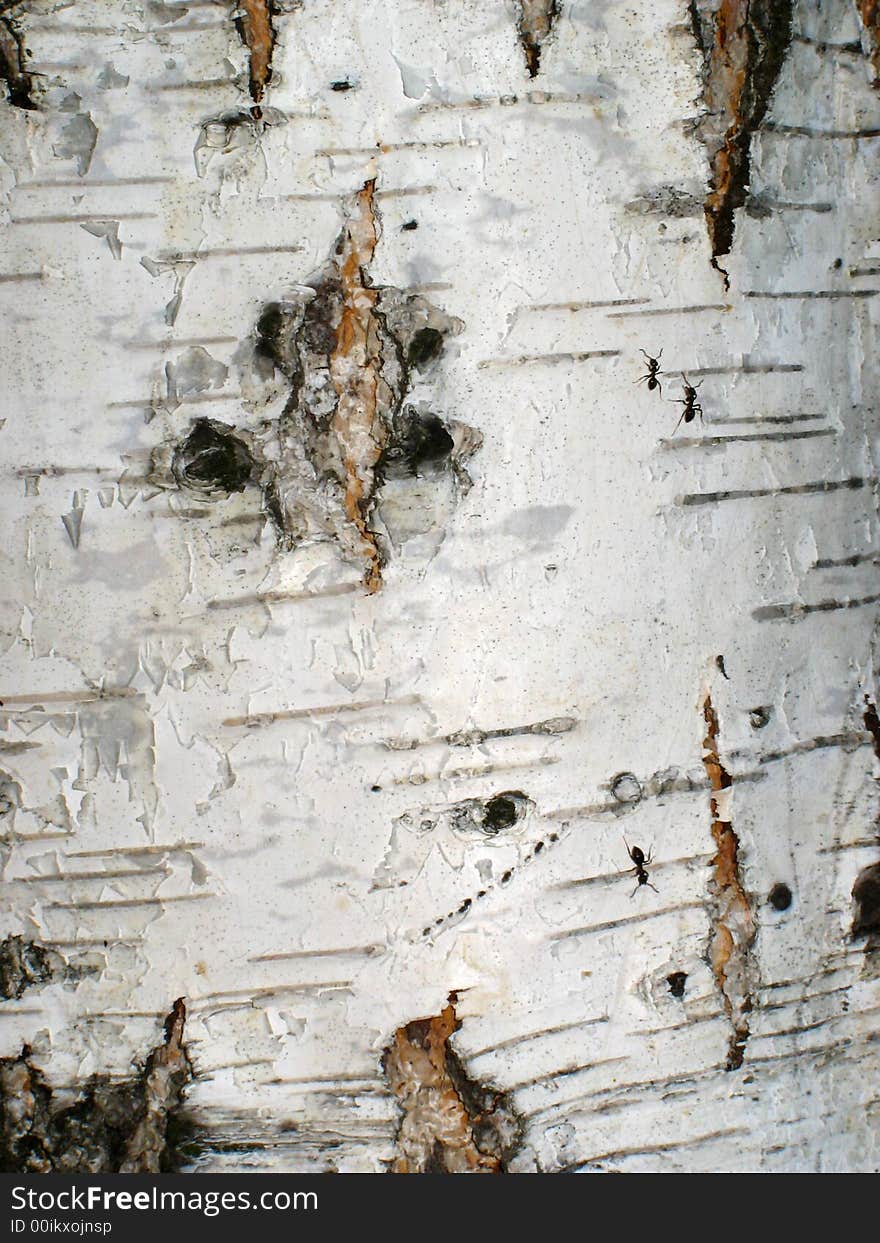 Bark of a birch with ants