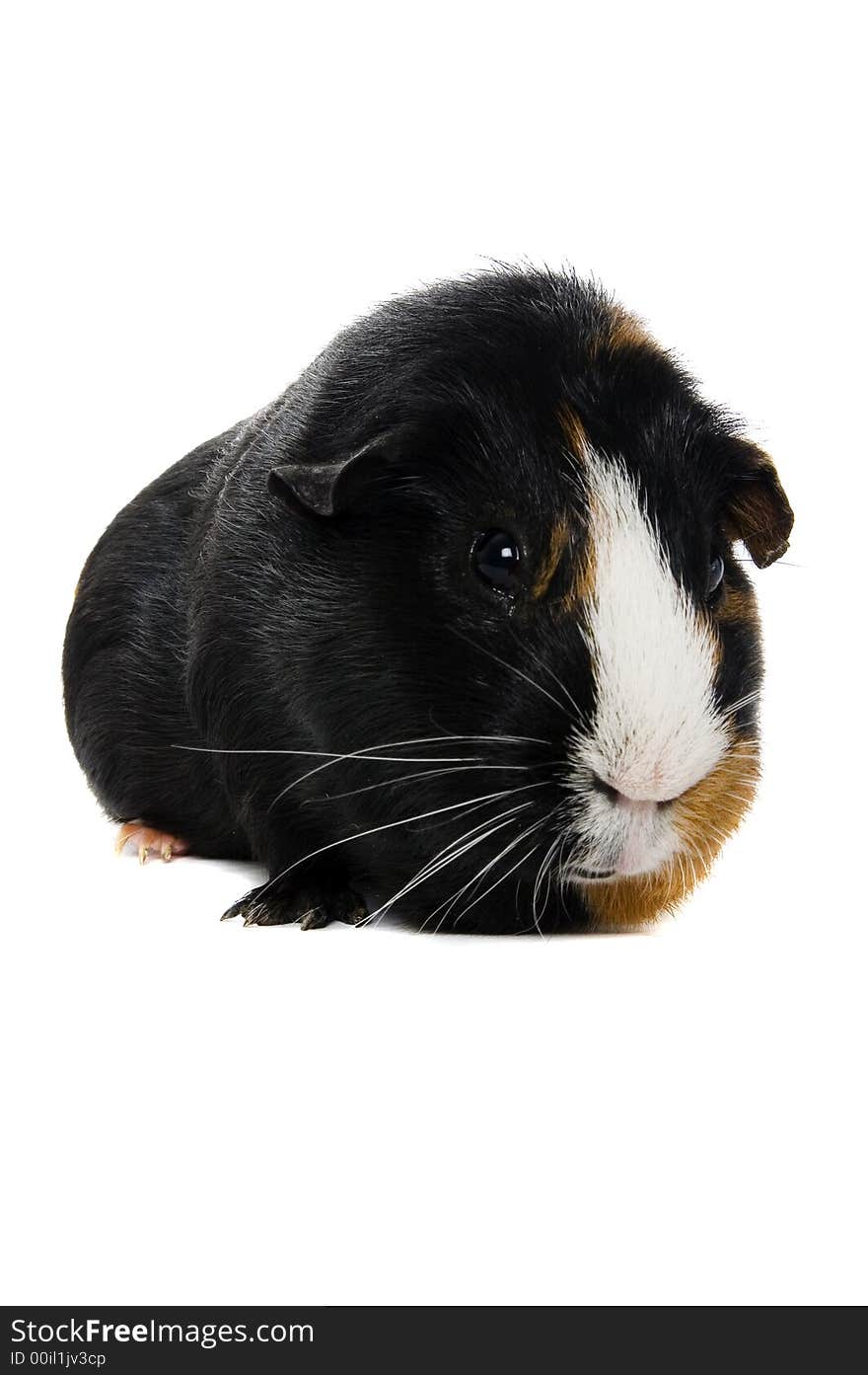 A cute frontal portrait of a smooth haired guinea pig isolated on a white background. A cute frontal portrait of a smooth haired guinea pig isolated on a white background