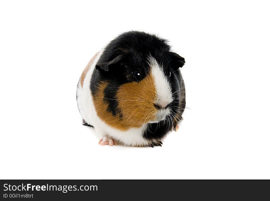 A cute frontal portrait of a smooth haired guinea pig isolated on a white background. A cute frontal portrait of a smooth haired guinea pig isolated on a white background