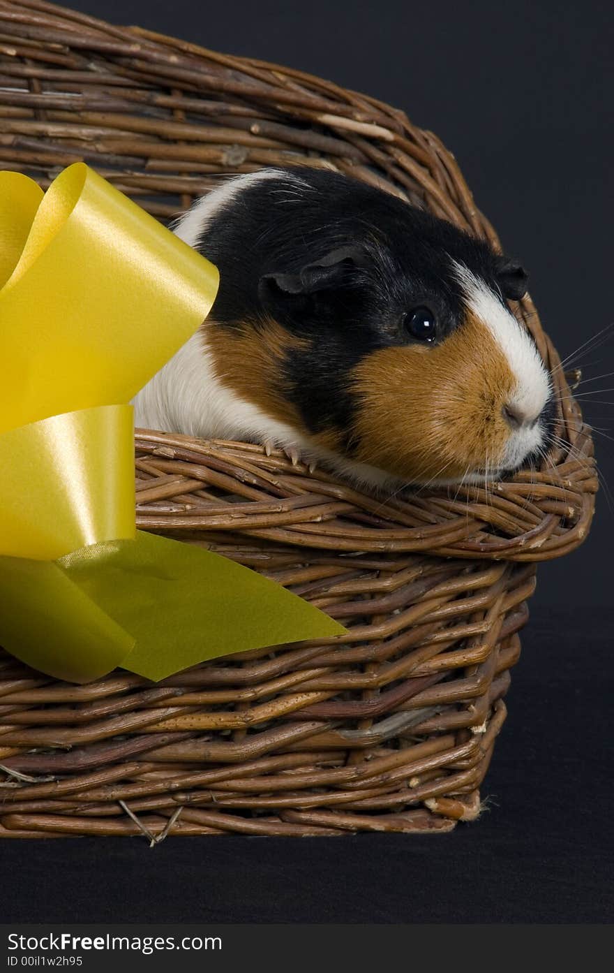 A cute  portrait of a smooth haired guinea pig in a wicker basket with a gift bow. A cute  portrait of a smooth haired guinea pig in a wicker basket with a gift bow