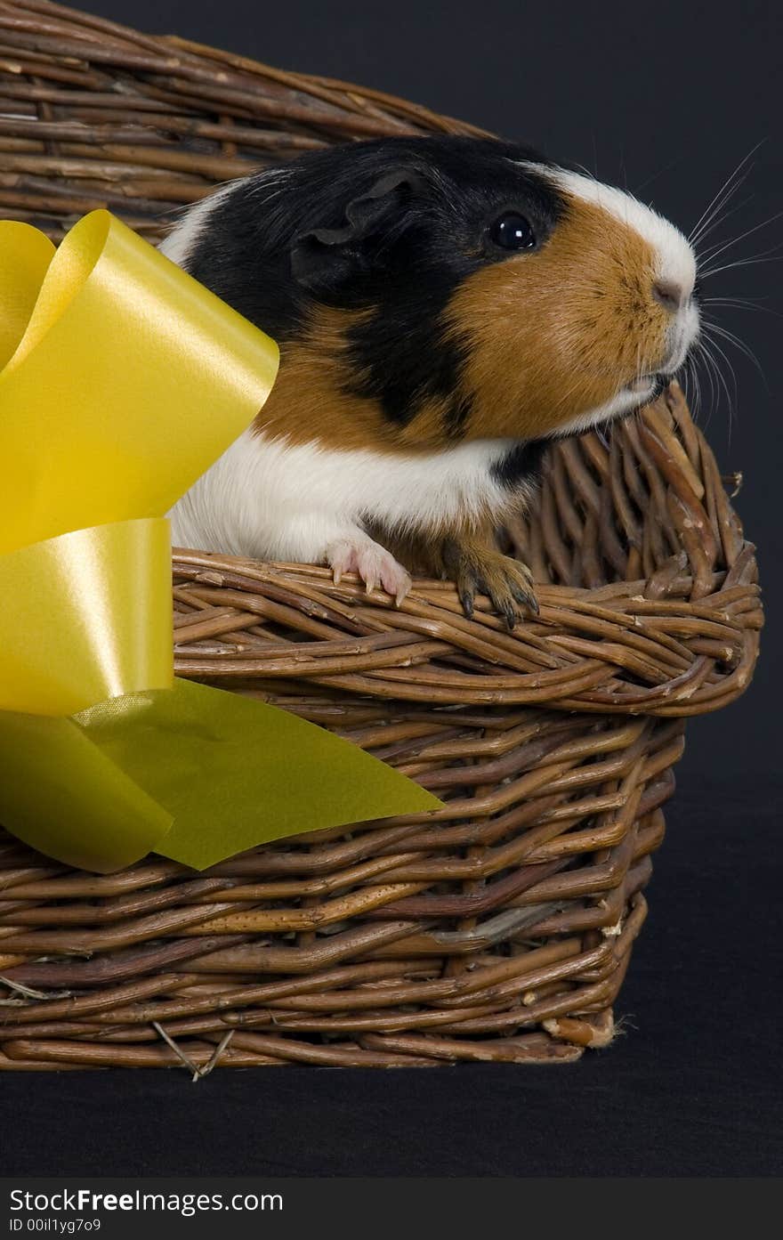 A cute side view portrait of a smooth haired guinea pig in a wicker basket with a gift bow. A cute side view portrait of a smooth haired guinea pig in a wicker basket with a gift bow