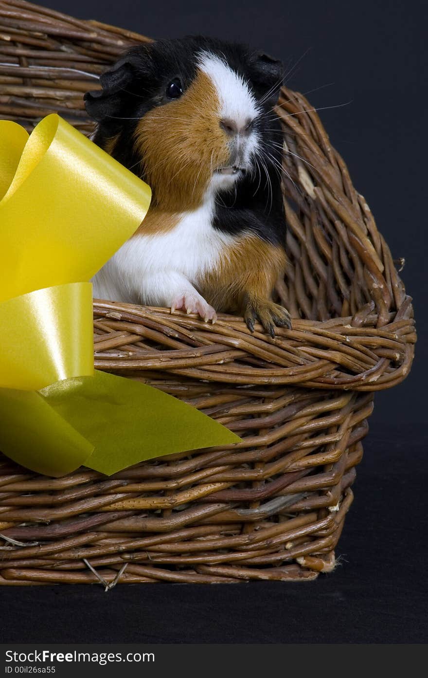 A front view portrait of a smooth haired guinea pig in a wicker basket with a gift bow. A front view portrait of a smooth haired guinea pig in a wicker basket with a gift bow