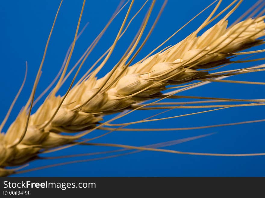 Close up view of the golden grain ears