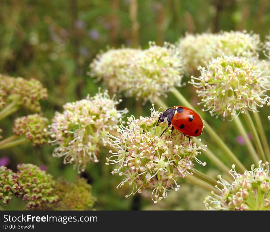 Red ladybug (Coccinella)