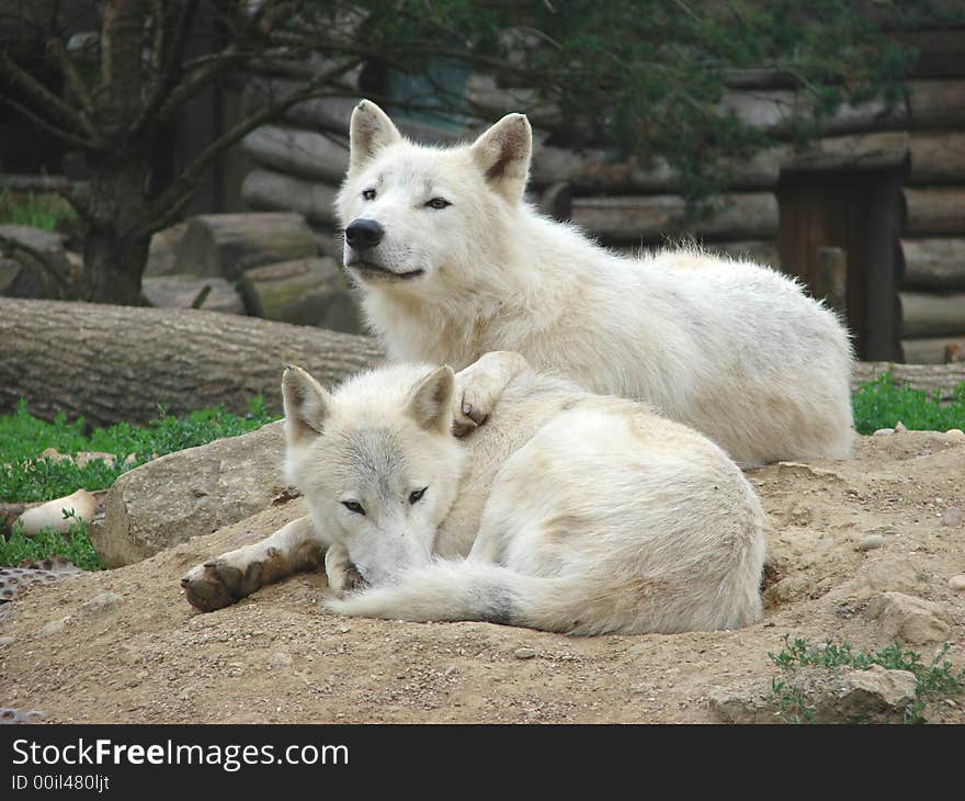 Couple wolves