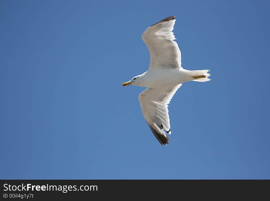 A seagull behind a blue sky