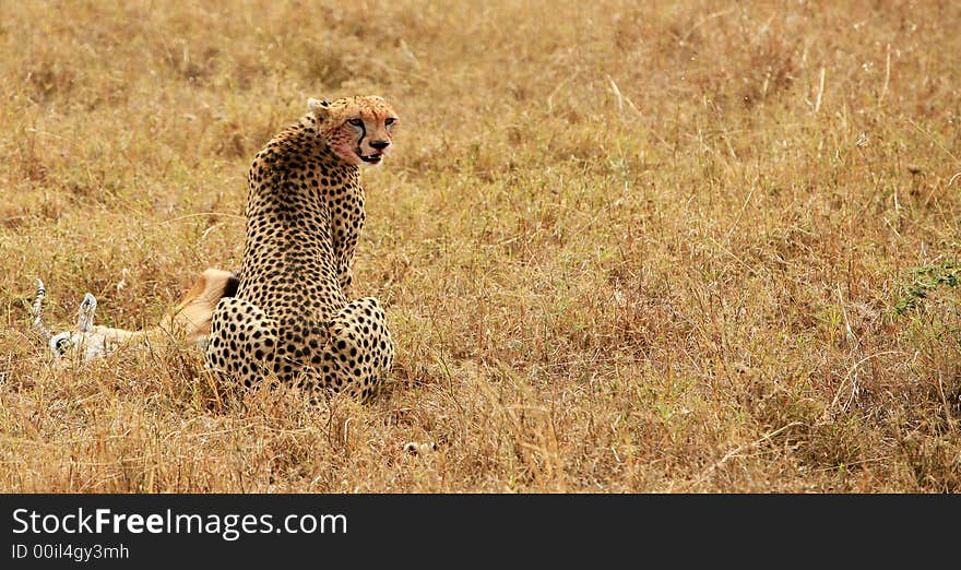 Cheeta having dinner