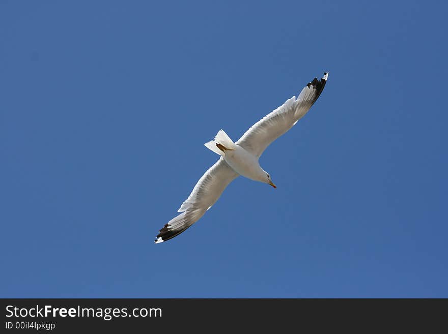 A seagull behind a blue sky