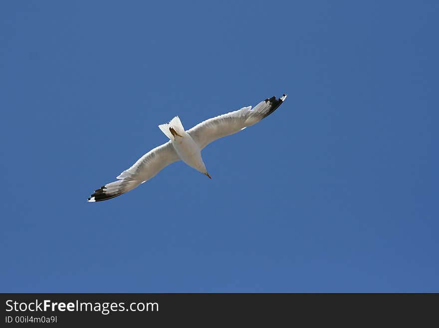 A seagull behind a blue sky