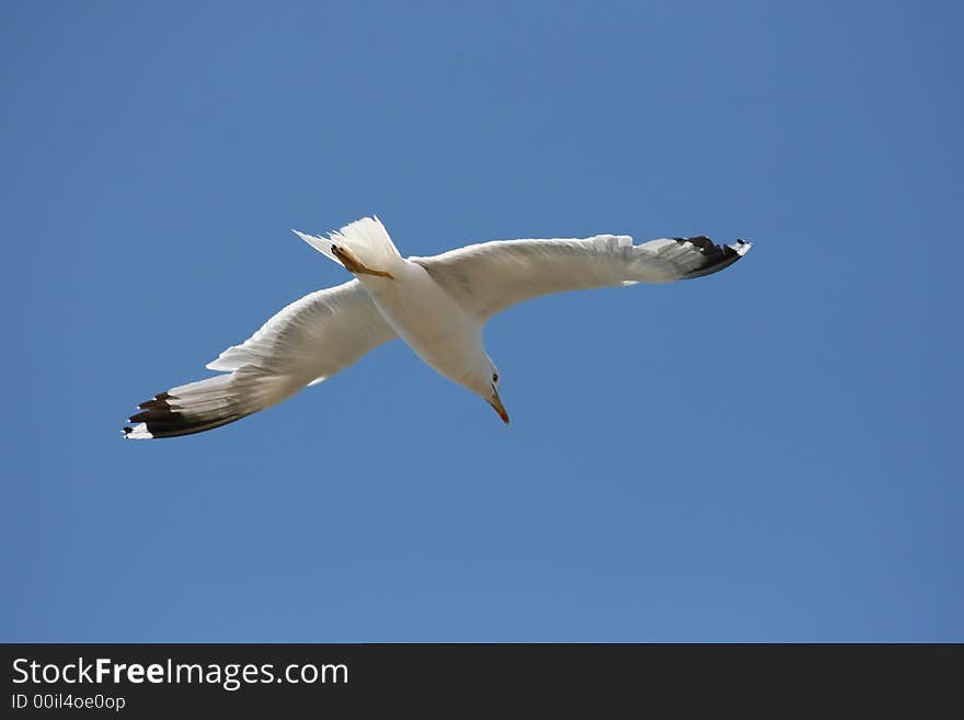 A seagull behind a blue sky