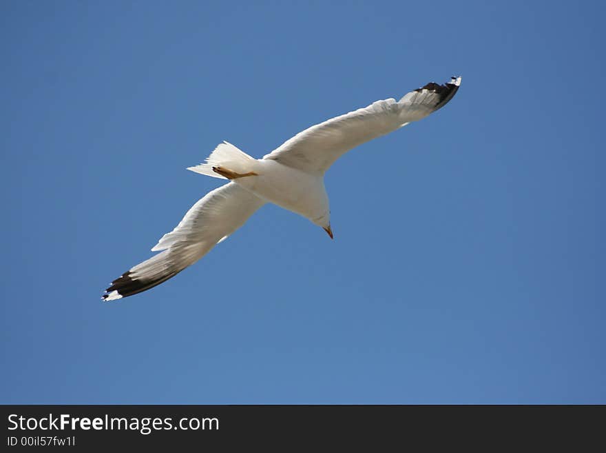 A seagull behind a blue sky