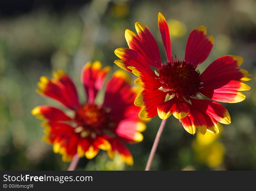 Two red and yellow flowers in garden, blurry background, horizontal. Two red and yellow flowers in garden, blurry background, horizontal