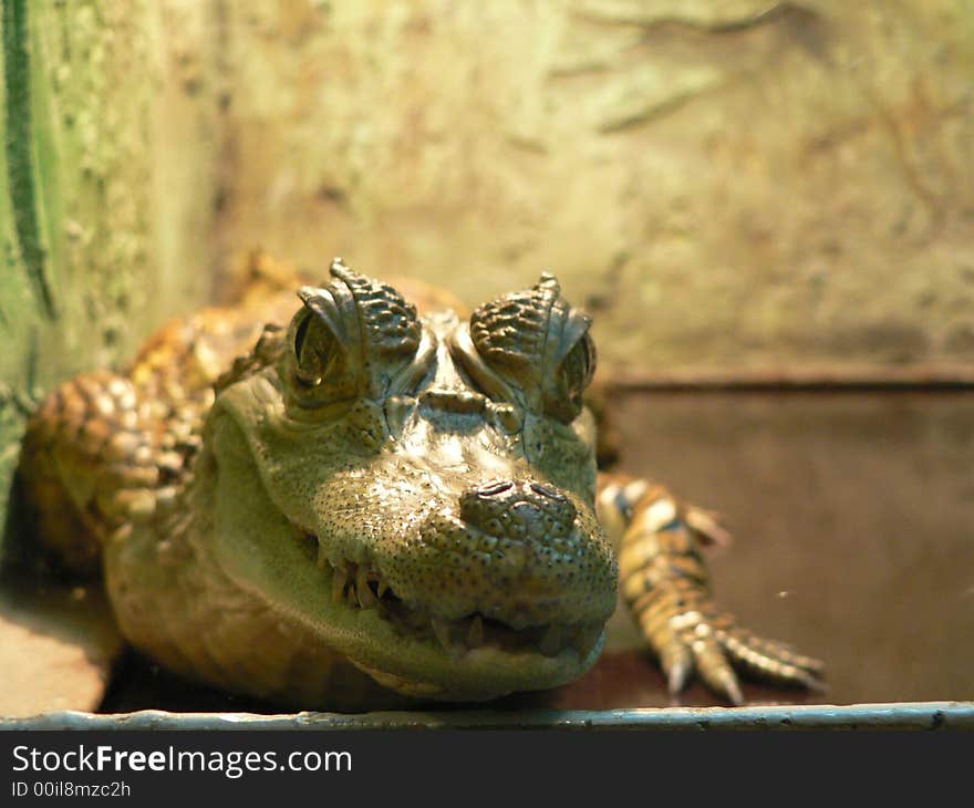 Beautiful crocodile. Black sea, Adler. Beautiful crocodile. Black sea, Adler.