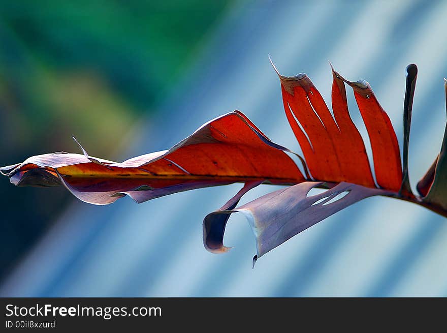 Withered leaf on colorful abstract background. Withered leaf on colorful abstract background