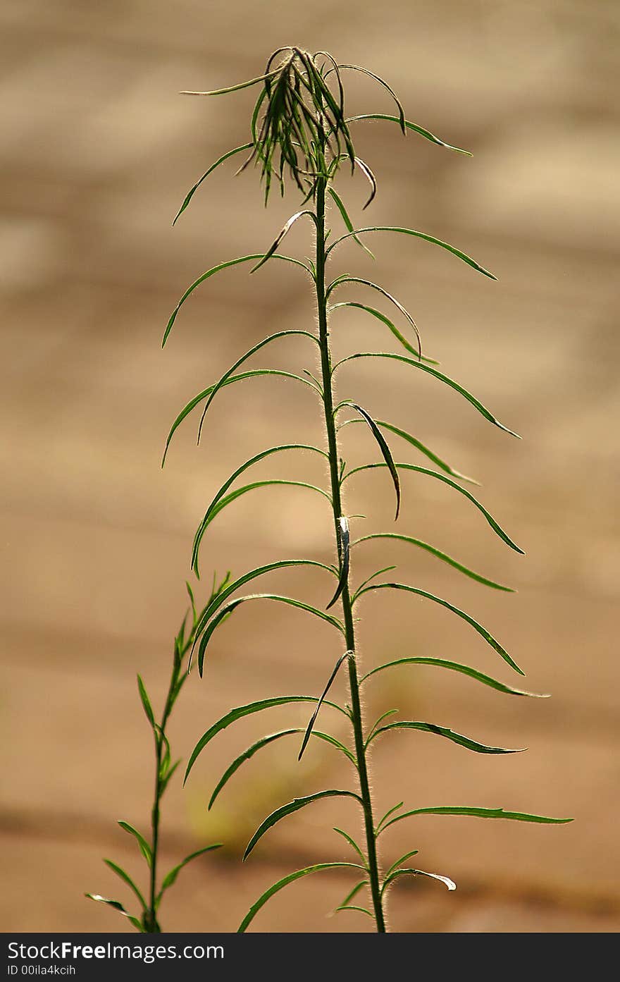 A sad almost dry weed bending - concept: loneliness,sadness. A sad almost dry weed bending - concept: loneliness,sadness