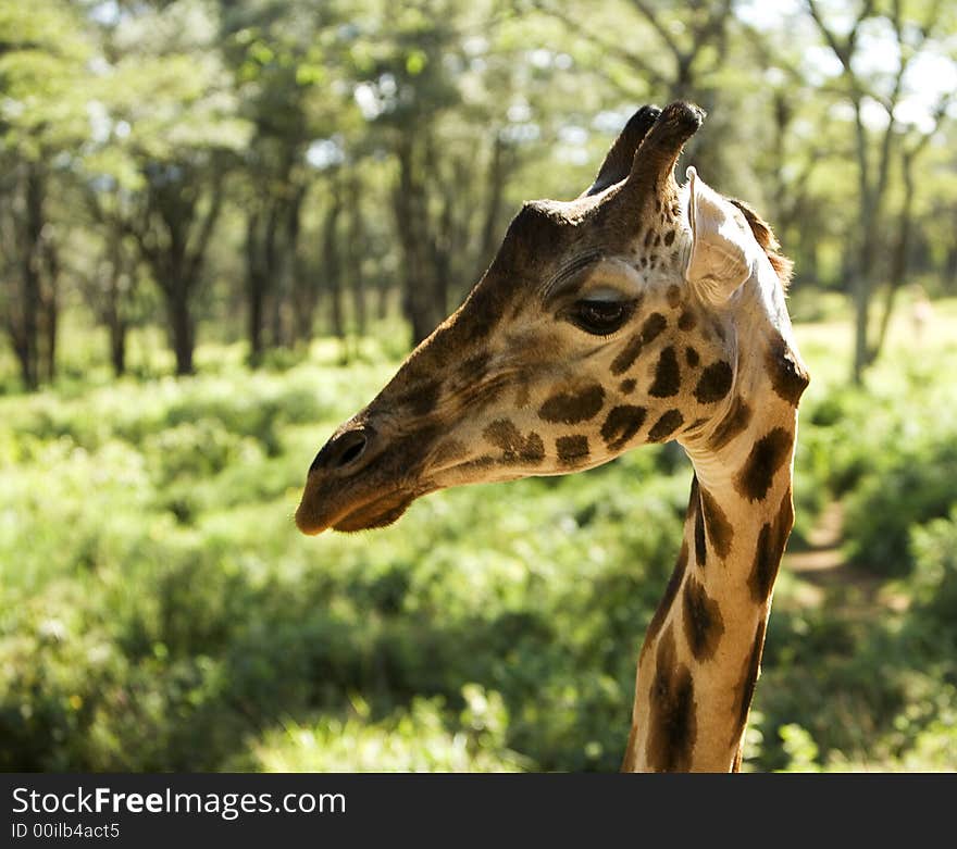 Giraffe looking at you