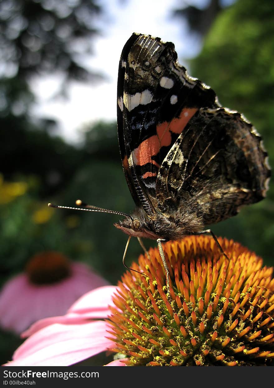 A butterfly settles on a prickly flower. A butterfly settles on a prickly flower.