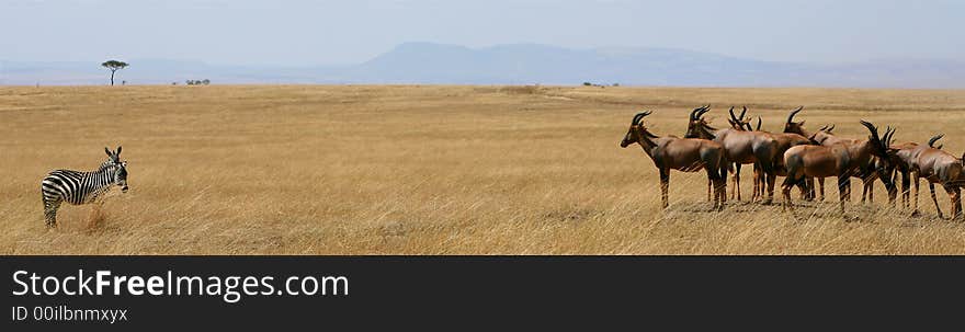 African Stand Off