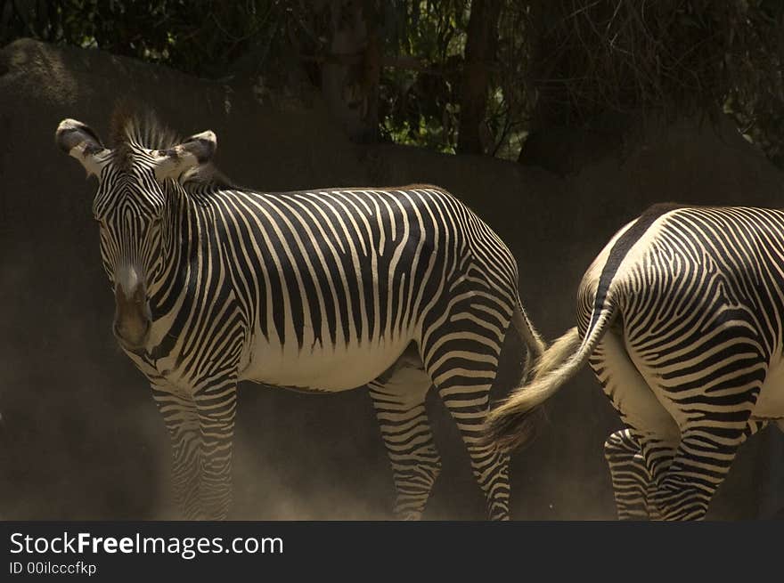 Zebra in their natural environment